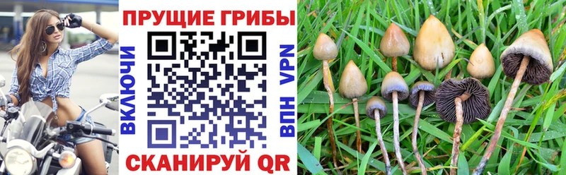 OMG ссылки Еманжелинск Галлюциногенные грибы Psilocybe